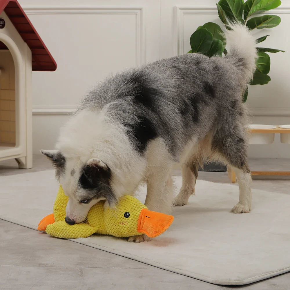 DuckBuddy - Lekfull kvackande hundleksak
