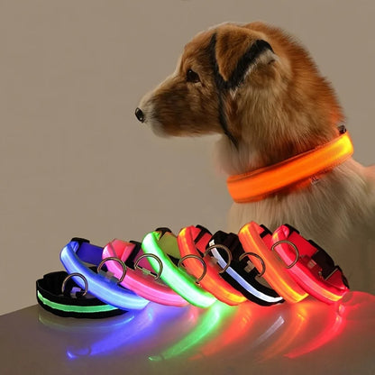 GlowWalk – Promenera tryggt med din hund i mörkret