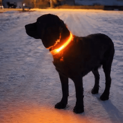 GlowWalk – Promenera tryggt med din hund i mörkret